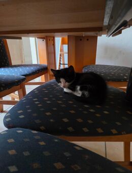 Hauskatzen(kitten) - Steyerberg
