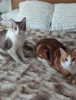 Herzensschwestern Samina und Nya (ALO) - Geisenheim