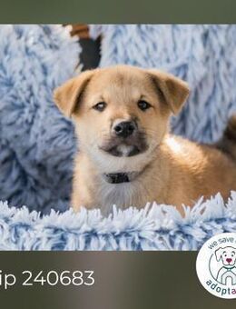 Chip 240683: Hundekind sucht ein Zuhause - Kirchzell