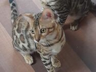 Reinrassige Bengal kitten ein Junge und eine Mädchen - Wetzlar