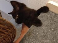 BritischKurzhaar mit unbekanntem Kater Babys zu verkaufen - Herbolzheim