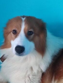 Lanny❤️sucht seine Lieblingsmenschen - Rott (Inn)