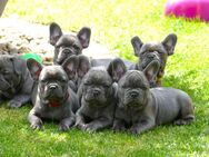 Französische Bulldoggenwelpen mit Herz und Charakter suchen liebevolles Für-immer-Zuhause - Chemnitz