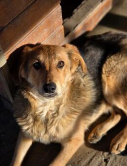 Lenny sucht ihr Glück - Ludwigshafen (Rhein)