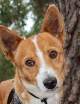 FOXY sucht seine Lieblingsmensche - Sulzfeld (Baden-Württemberg)