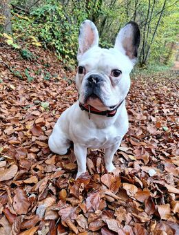 Französische Bulldogge Leo - Berschweiler (Baumholder)