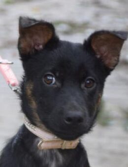 Chico - liebenswert & verschmust - Lohmar