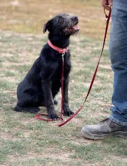 Ich heiße Roni .... mit Virdeo - Frankfurt (Main)