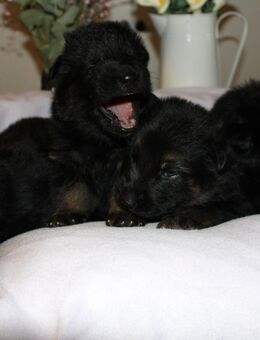 SCHWARZE Schäferhundwelpen - Gelsenkirchen