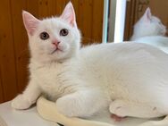 BKH/BLH-Mix Kitten abgabebereit - Willich