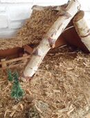 Krippe mit Krippenfiguren Weihnachten in 59425