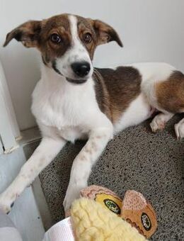 🎀 Verspielter Welpe Lucy sucht dich! 🐶 - Eislingen (Fils)