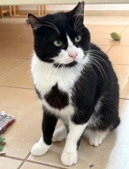 Silvestro aus dem Tierschutz - Grevenbroich