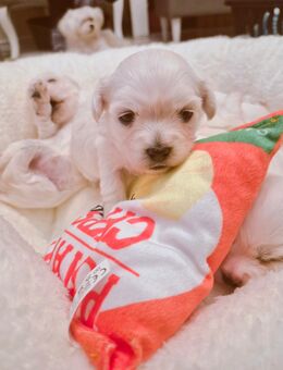 Malteser Welpen Reinrassig - Ober-Ramstadt