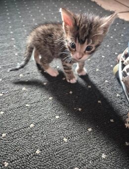 Babykatzen - Syke Zentrum