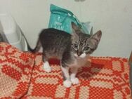 Pepper aus dem Tierschutz - Grevenbroich