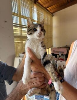 Handicap Kater Milo aus dem Tierschutz - Grevenbroich