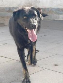 Nero, lernt gerade die Welt kennen - Bückeburg