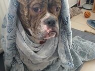 Old english bulldoggen Mix - Minden (Nordrhein-Westfalen)