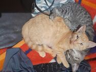 2 kitten suchen neues zuhause - Gladbeck