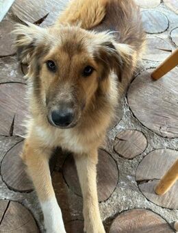 Malvine- kleine Träumerin sucht Glück💛 - München