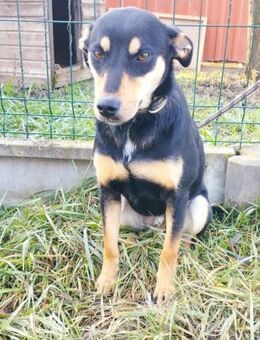 Nelli sucht Kuscheldecke - Olsberg