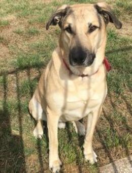 Balu- su. hundeerfahrene Menschen Video - Bückeburg