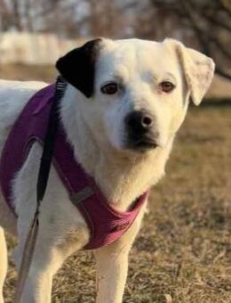 Indra-Familienhund, warte so lange, lieb - Blankenheim (Nordrhein-Westfalen)