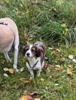 Kleinbleibende Kelly sucht ihre Chance - Neuss