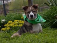 Sonnenschein Valentin sucht Zuhause - Kallmünz
