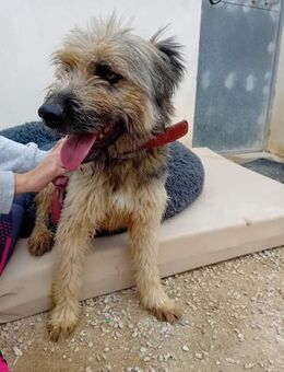 Grenas hatte einen schweren Start - Wöllstadt