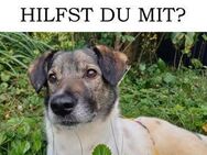 Alex❤️Zeit für einen Neuanfang☘️ - Rott (Inn)