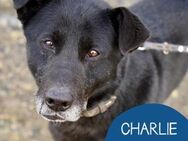 Liebenswert Charlie sucht sein Körbchen - Tarmstedt