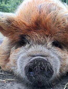 Kune Kune Schwein Sau - Wittmund