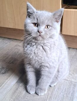 Wunderschöne Britisch Kurzhaar Kitten - Bönebüttel