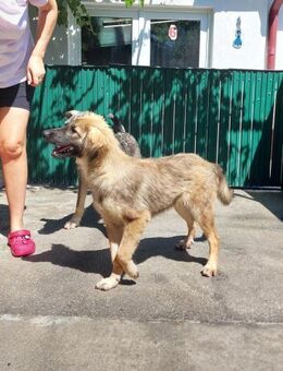 💙 Fröhlicher Junghund Viggo 💙 - Eislingen (Fils)