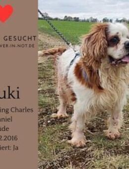 Muki sucht sein Glück - Lippetal