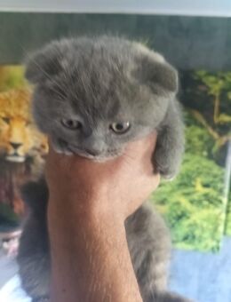 Wunderschöne Baby Katze ( Junge ) - Rüsselsheim