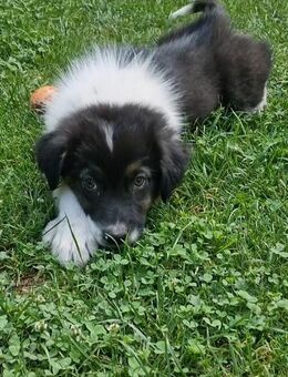 Australian Shepherd - Heldrungen