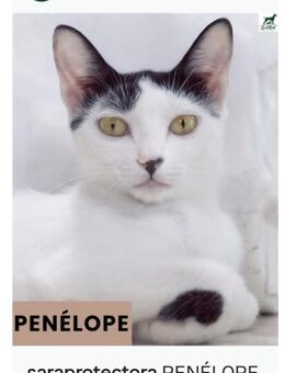 Katze Penelope - RESERVIERT - Bochum