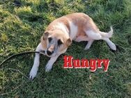 HUNGRY ❤ sucht Zuhause oder Pflegestell - Langenhagen