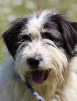 Muri - hübscher Wuschelrüde - Lohra