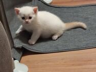 BKH Kitten Babykatze - Villingen-Schwenningen