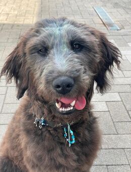 Goldendoodle Welpe - Erftstadt