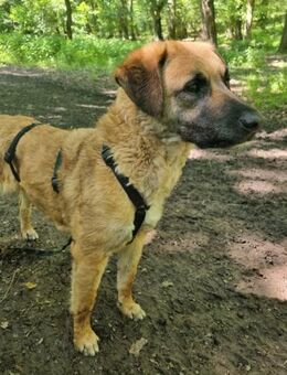 Freundliches liebes Hundemädel Zora - Laufen