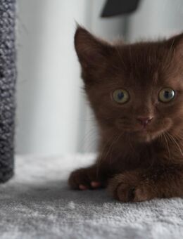 Ab sofort Abzugeben BKH Kitten in Braun - Dortmund