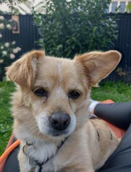 Martin kleiner verschmuster Rüde - Kallmünz