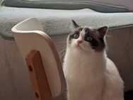 Ragdoll mit Stammbaum - Papenburg