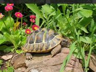 Neues Zuhause für griechische Landschildkröten gesucht - Maintal