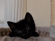Kitten zu vermitteln - Stolzenau